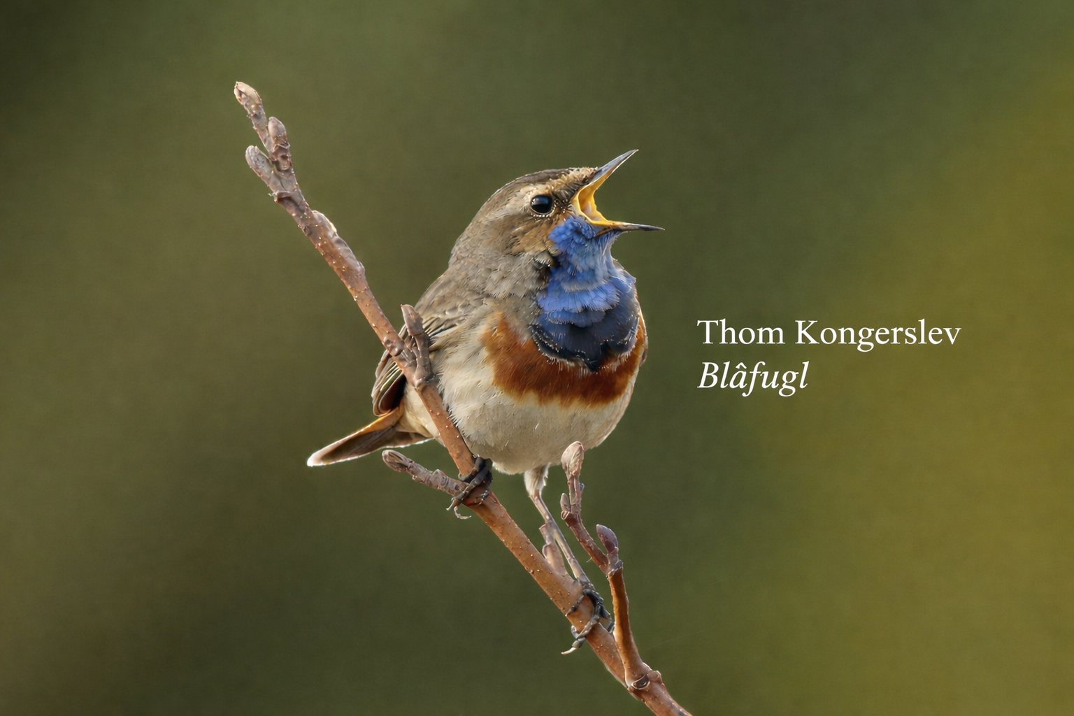 Blåfugl - Thom Kongerslev